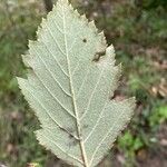 Karpatiosorbus remensis Blatt