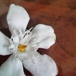 Wrightia antidysenterica Floare