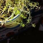 Sedum japonicum Hoja
