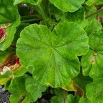 Pelargonium × hybridum Leaf