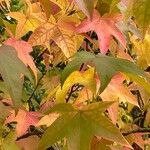 Liquidambar formosana List