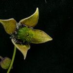Clematis brevipes Hábito
