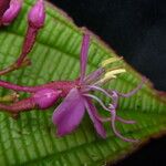 Oxyspora paniculata Habitus