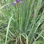 Iris sibirica Ліст