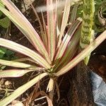 Dracaena reflexaLeaf