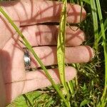 Spiranthes lacera Blad