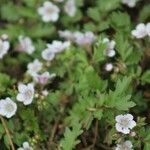 Phacelia bipinnatifida Hábitos