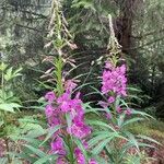 Epilobium angustifoliumÇiçek