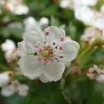 Crataegus monogynaFlower