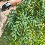 Indigofera australis Leaf