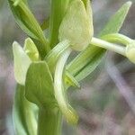Platanthera algeriensis Flors