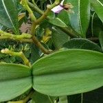 Cryptostegia madagascariensis Fruit