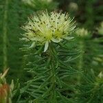 Rhodiola wallichiana Flower