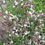 Silene nutans Flower