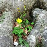 Hieracium murorum Λουλούδι