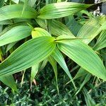 Sobralia macrantha cv. 'Alba' Blad