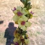 Verbascum nigrumЦветок