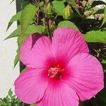 Hibiscus palustris Flower