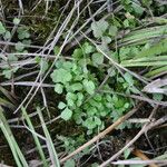 Cardamine oligosperma Foglia