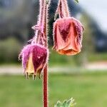 Geum rivale Flower