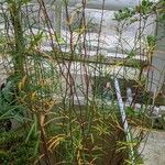 Asclepias angustifolia Hábito