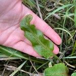 Rumex thyrsoides Fuelha