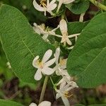 Lonicera tataricaफूल