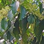 Esenbeckia leiocarpa 葉