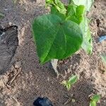 Gossypium hirsutum Hoja