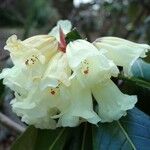 Rhododendron macabeanum Çiçek