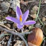 Crocus corsicus Flower