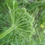 Libanotis pyrenaica 花