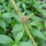 Rubus alceifolius Other