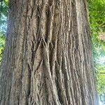 Pterocarya stenoptera Кара