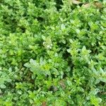 Origanum majorana List