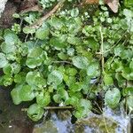 Rorippa nasturtium-aquaticum Leaf