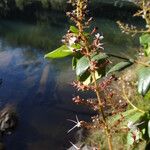 Hirtella glandulosa Cvet