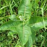 Asclepias viridiflora Ліст