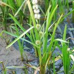 Sparganium emersum Fula