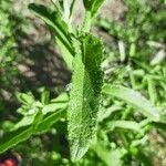 Eupatorium perfoliatum ഇല