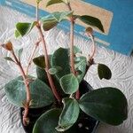 Peperomia verticillata Feuille