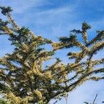 Acacia drepanolobium Цветок