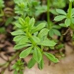 Galium verrucosum Blad