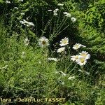 Leucanthemum monspeliense Yeri