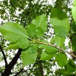 Prunus sargentii Leaf