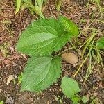 Rudbeckia fulgidaHostoa