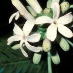 Alibertia patinoi Цветок