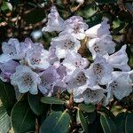 Rhododendron campanulatum Blodyn