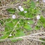 Craterostigma hirsutum Hábito