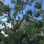 Populus × tomentosa Hoja